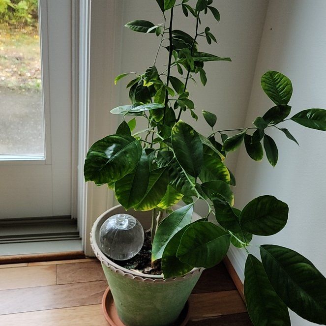 Photo of the plant species calamondin tree by @SeamlessSalal88 named Tolkien on Greg, the plant care app