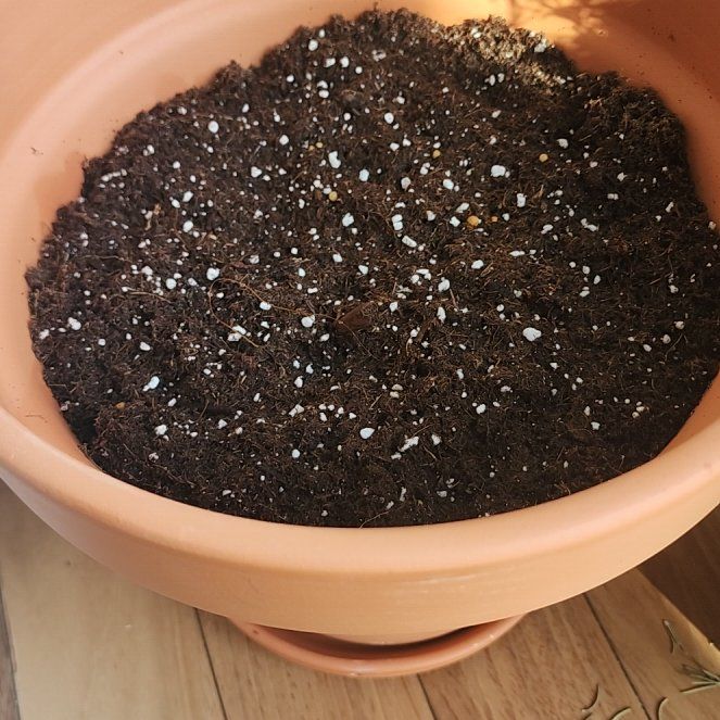 Photo of the plant species Pink Calla Lily by @SeamlessSalal88 named Frozen Queen on Greg, the plant care app