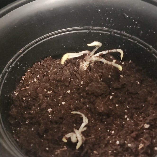 Photo of the plant species Sun Hosta by @SeamlessSalal88 named Sun Mouse Mini on Greg, the plant care app