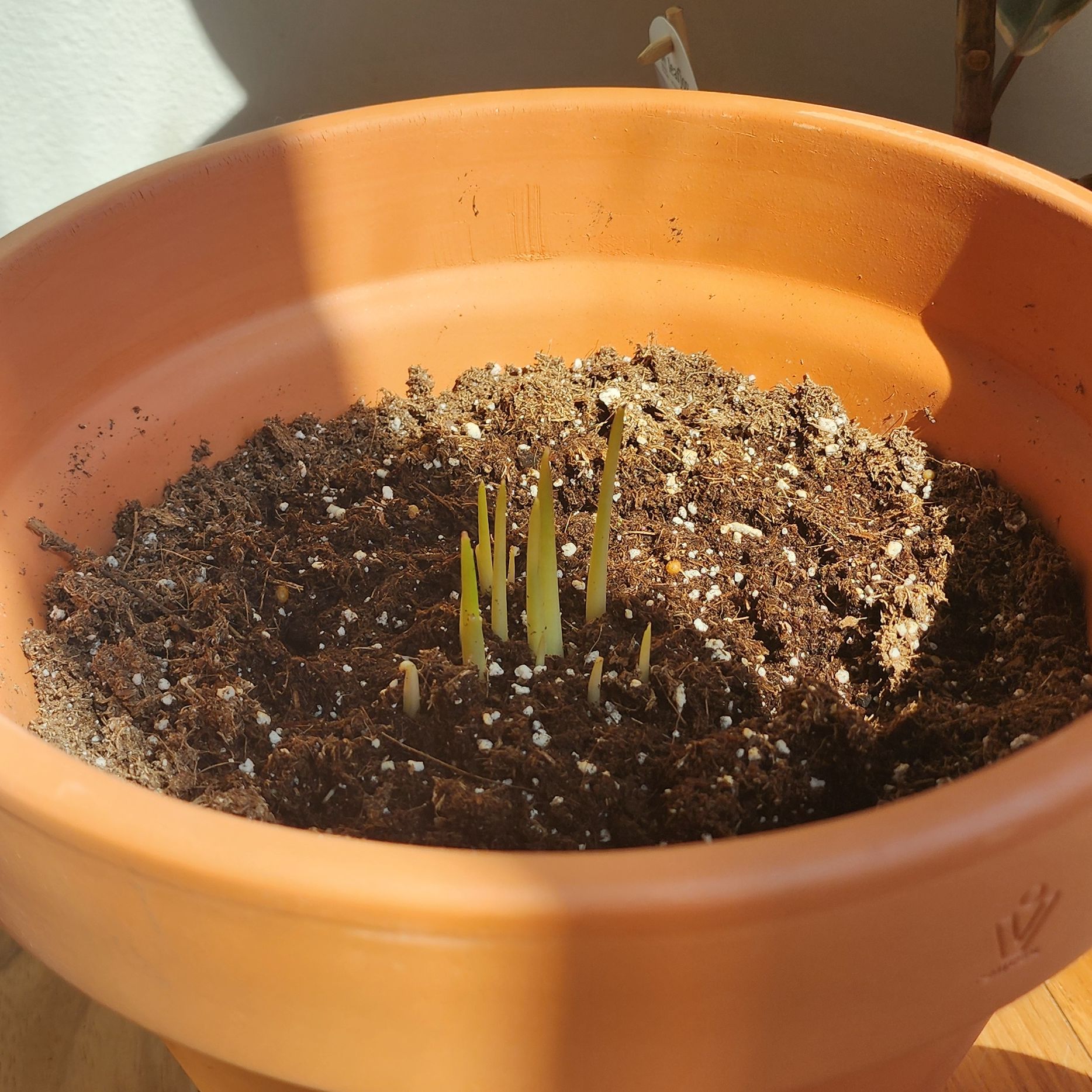 Photo of the plant species Pink Calla Lily by @SeamlessSalal88 named Frozen Queen on Greg, the plant care app
