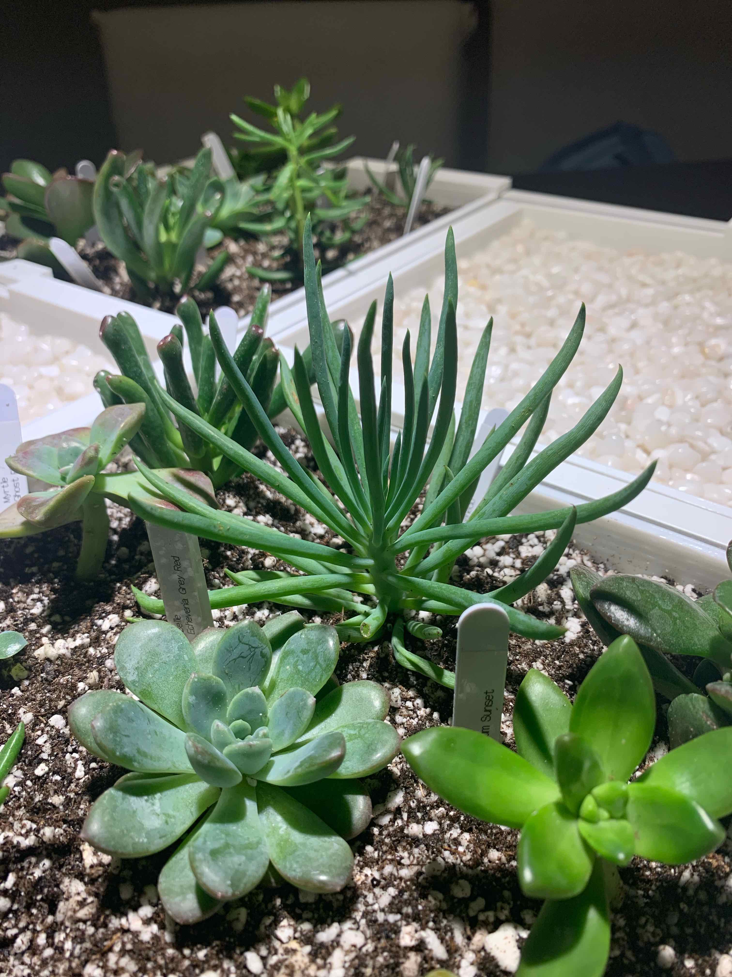 Various healthy succulent plants in a well-lit environment with visible soil.