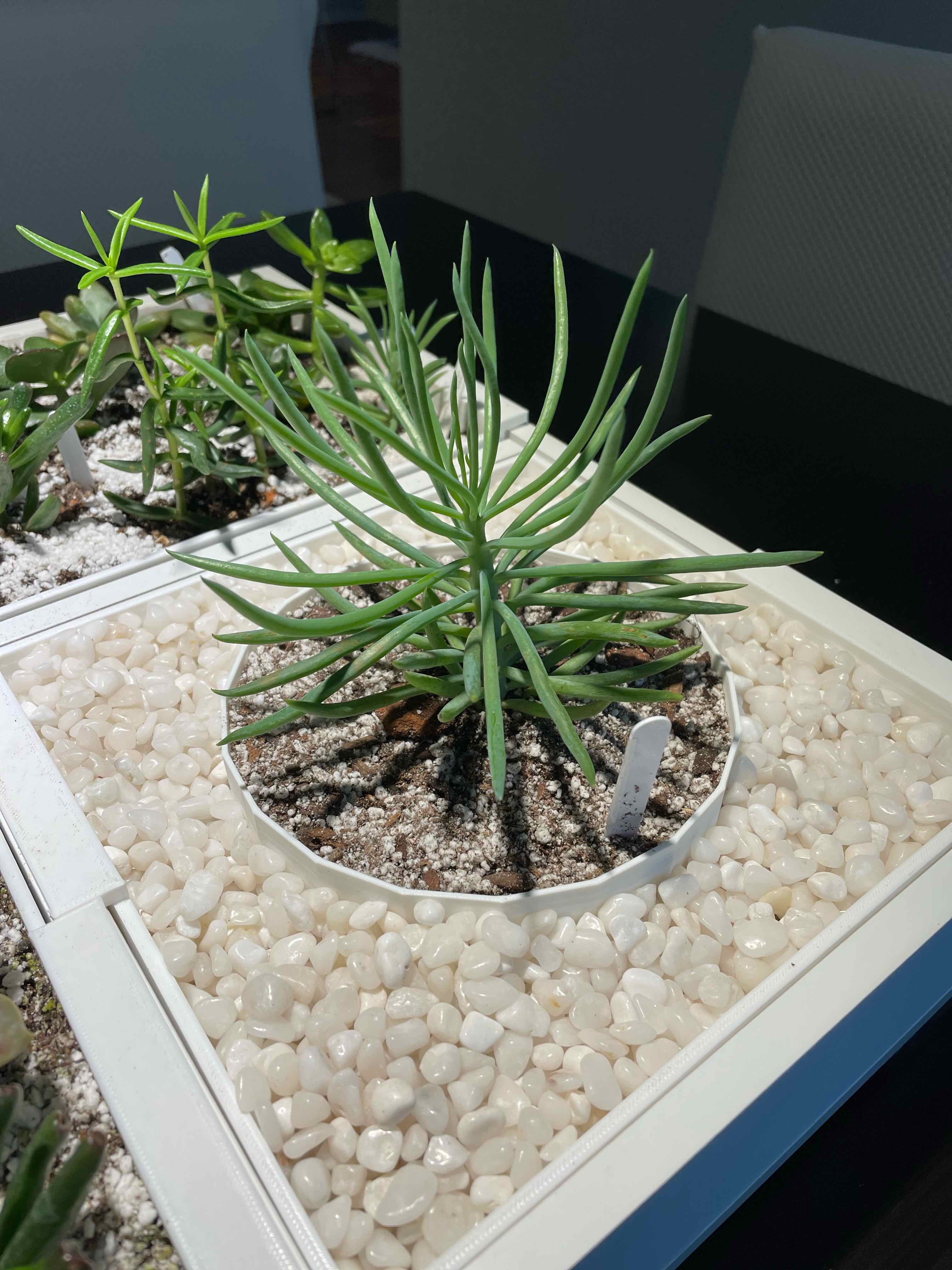 Succulent Bush Senecio plant in a white pot with white pebbles, healthy and well-framed.