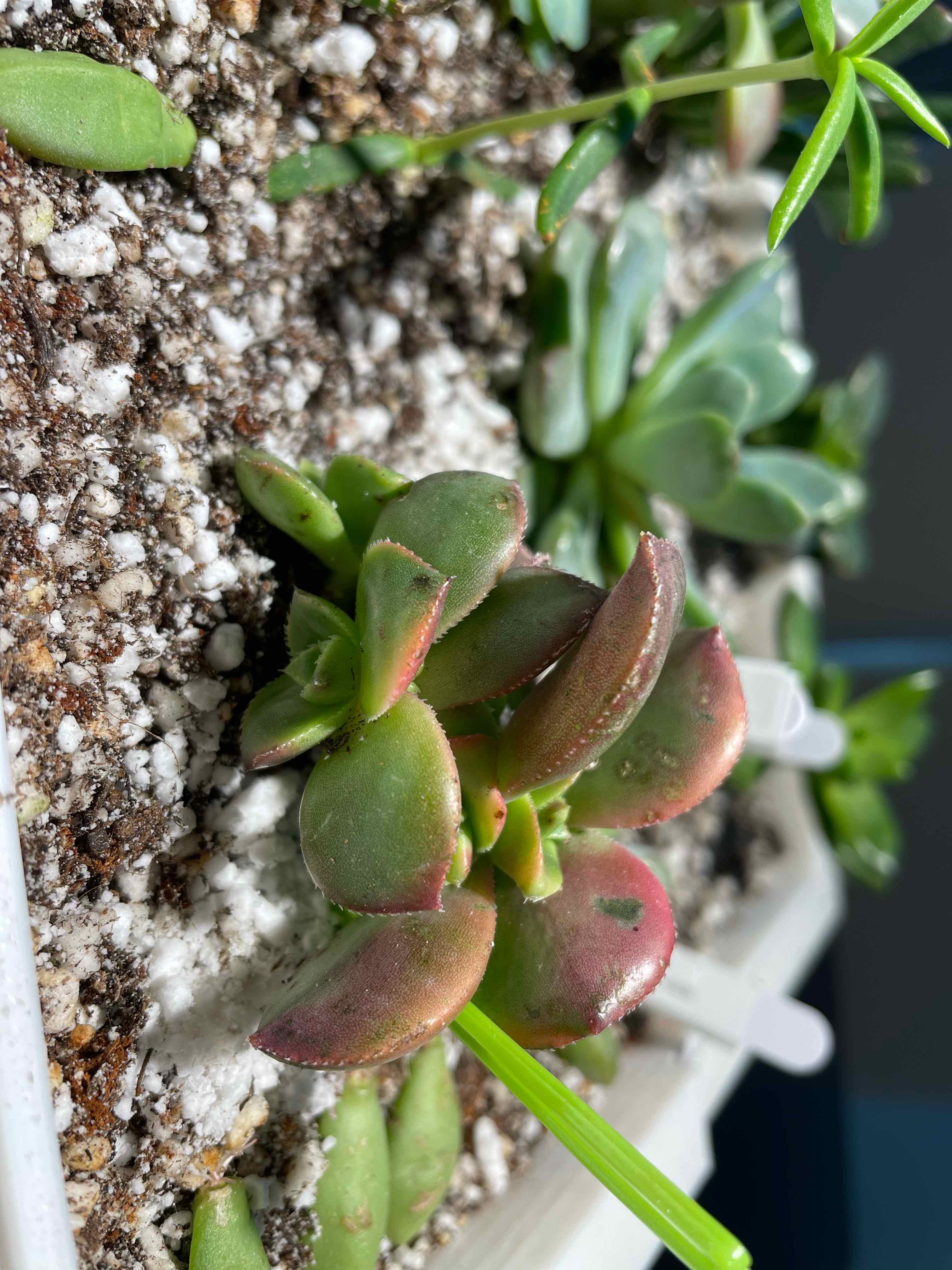Aeonium 'Kiwi' succulent plant in a pot with visible soil, showing healthy leaves with a slight reddish tint.