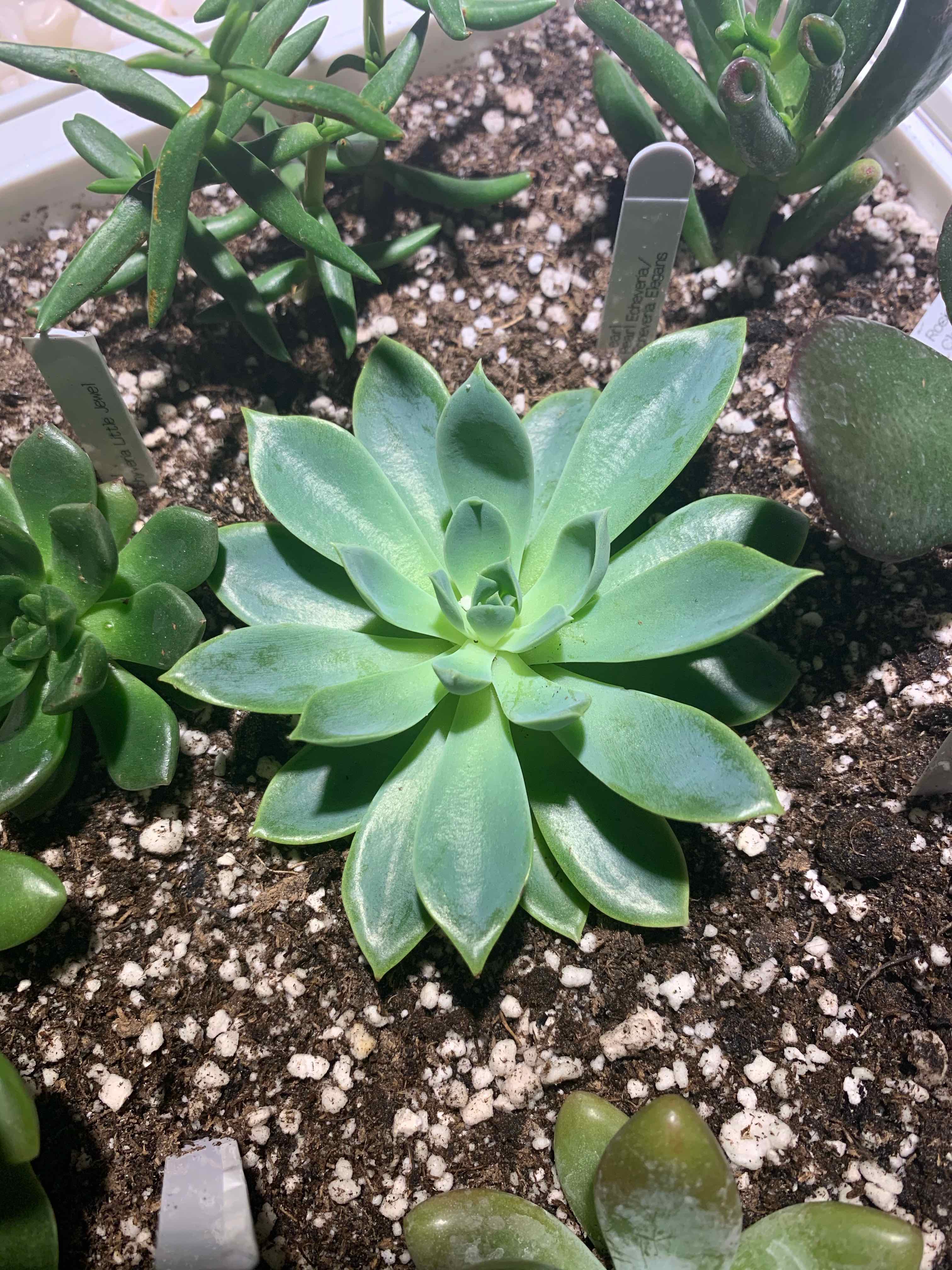 Pearl Echeveria plant with vibrant green leaves, surrounded by soil and other succulents.