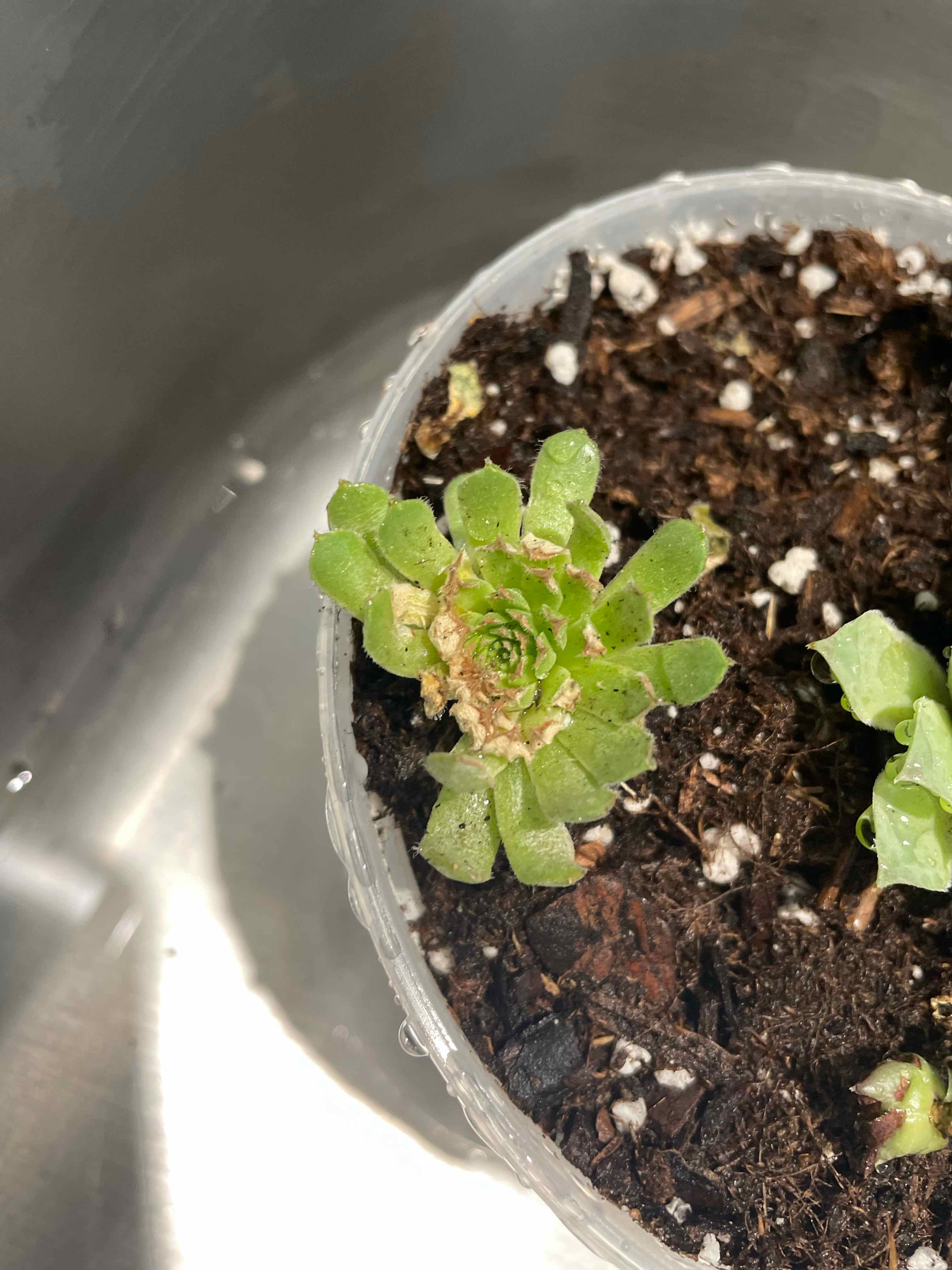 Sempervivum calcareum plant in a pot with visible soil and some browning in the center.