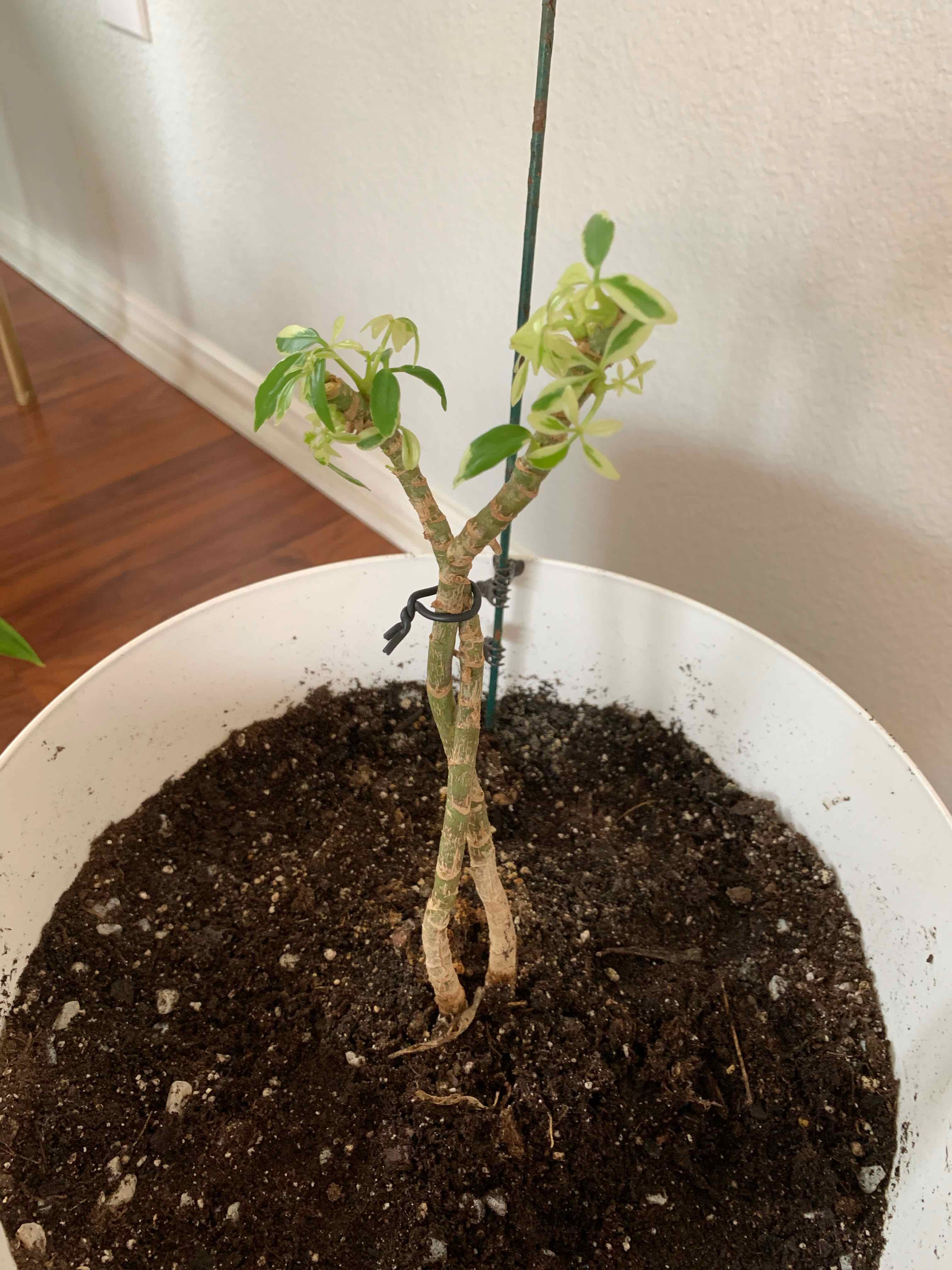 Variegated Dwarf Umbrella Tree in a pot with visible soil, showing early growth stages.