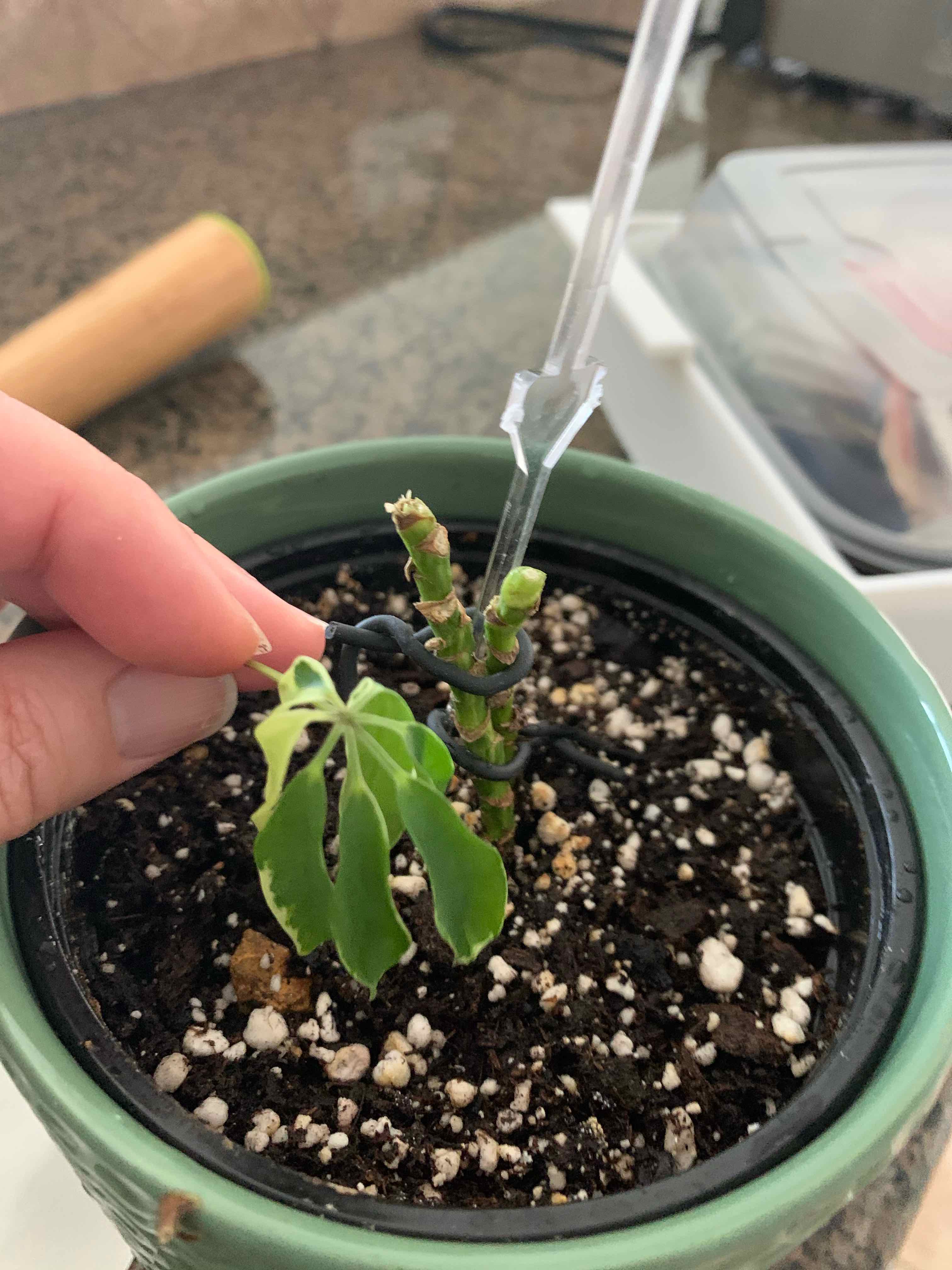 Variegated Dwarf Umbrella Tree in a pot with visible soil and a hand holding a stem.