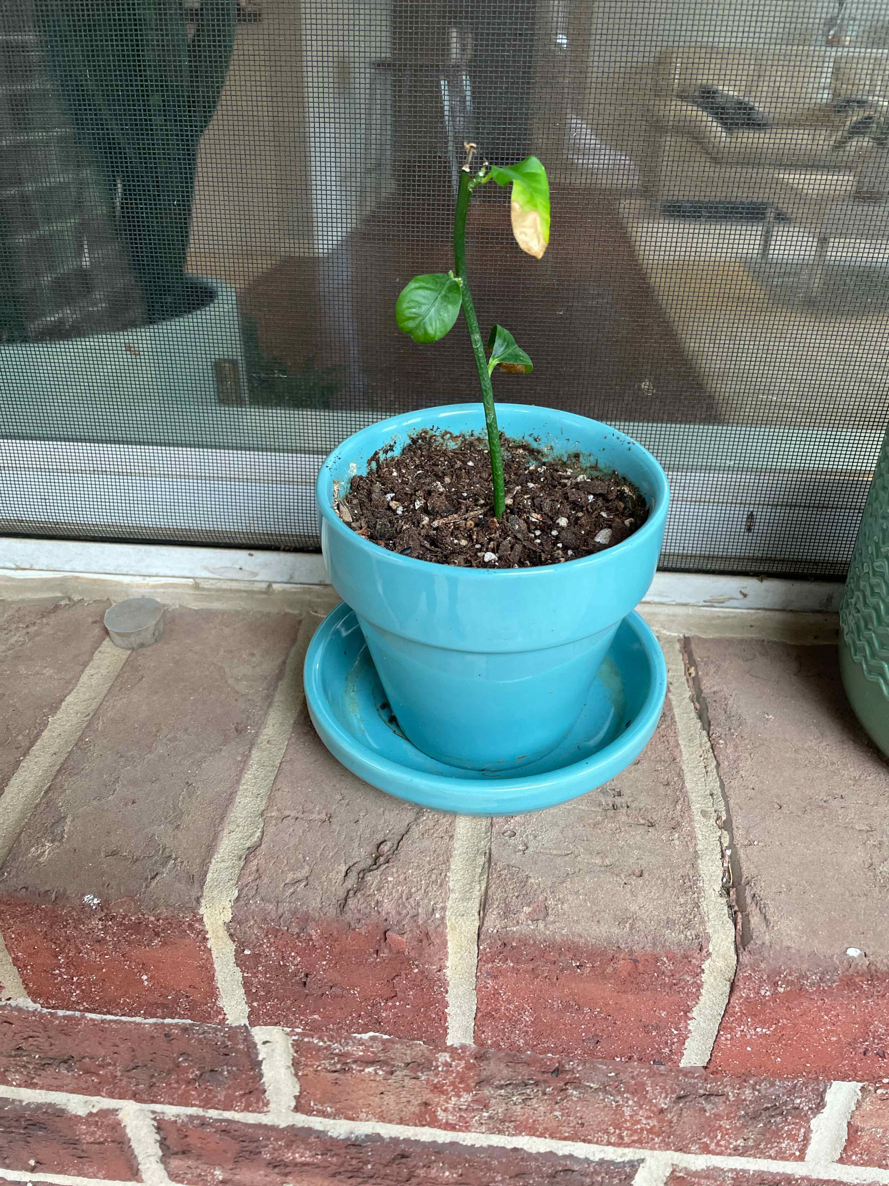 Small lemon plant in a blue pot on a brick ledge, with one leaf showing browning.