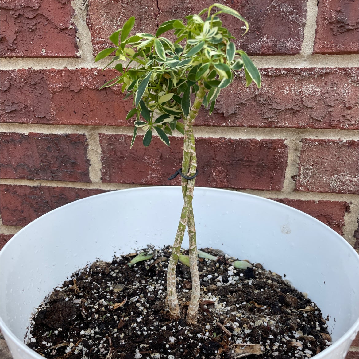 How Do I Cure Variegated Dwarf Umbrella Tree Root Rot?