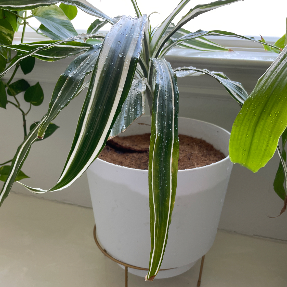 Dracaena 'Warneckii' plant in a white pot near a window with healthy green leaves.