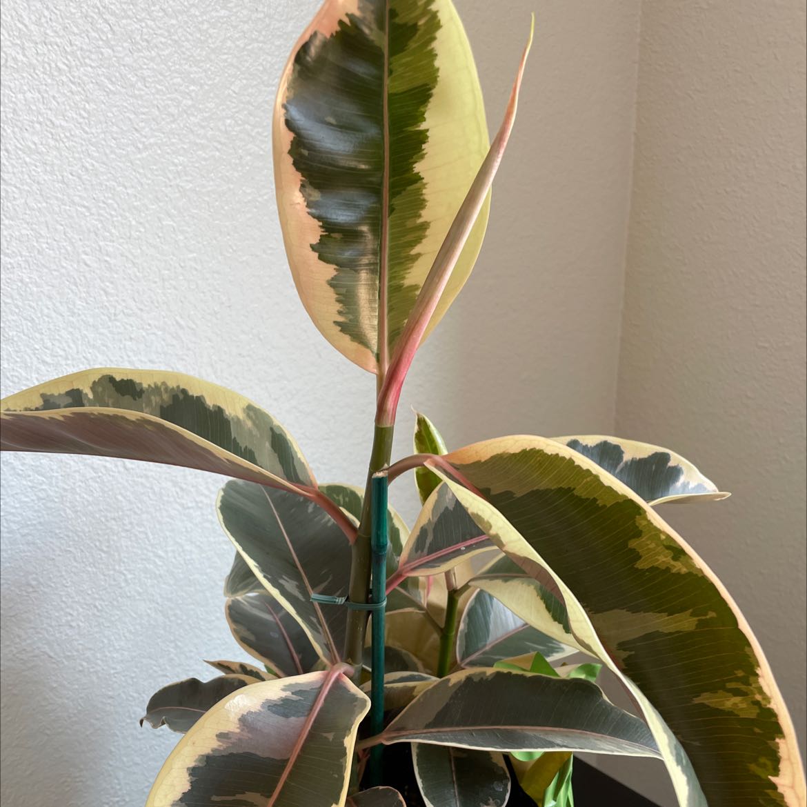 Ficus 'Ruby' plant with variegated leaves in shades of green, pink, and cream.