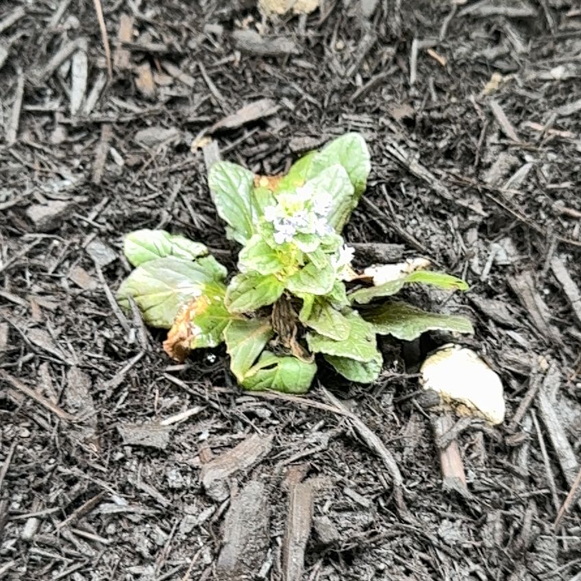 Photo of the plant species Mandrake by @cpessoa named Harmony on Greg, the plant care app