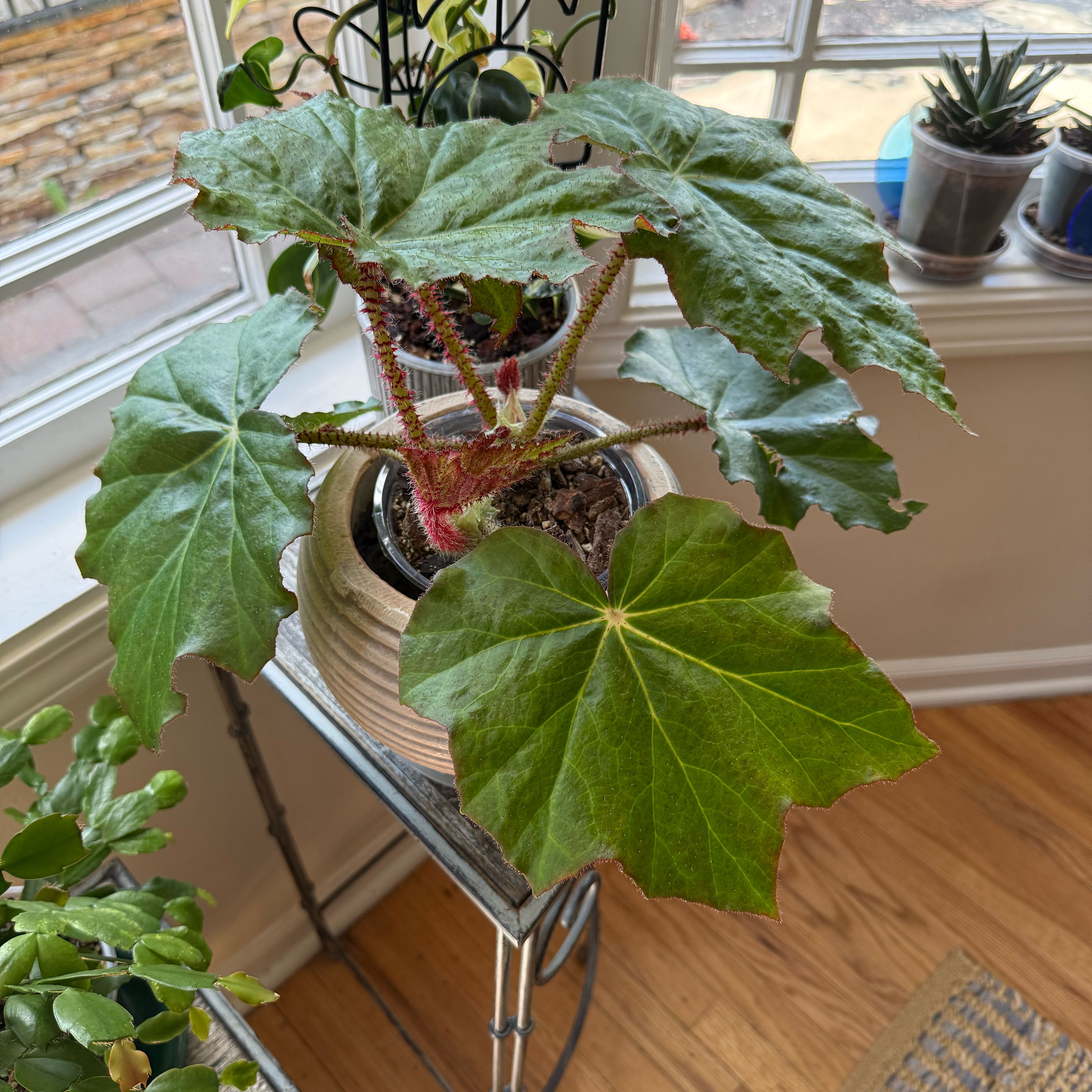 Photo of the plant species Immense Begonia by @HopefulAirplant named BB on Greg, the plant care app