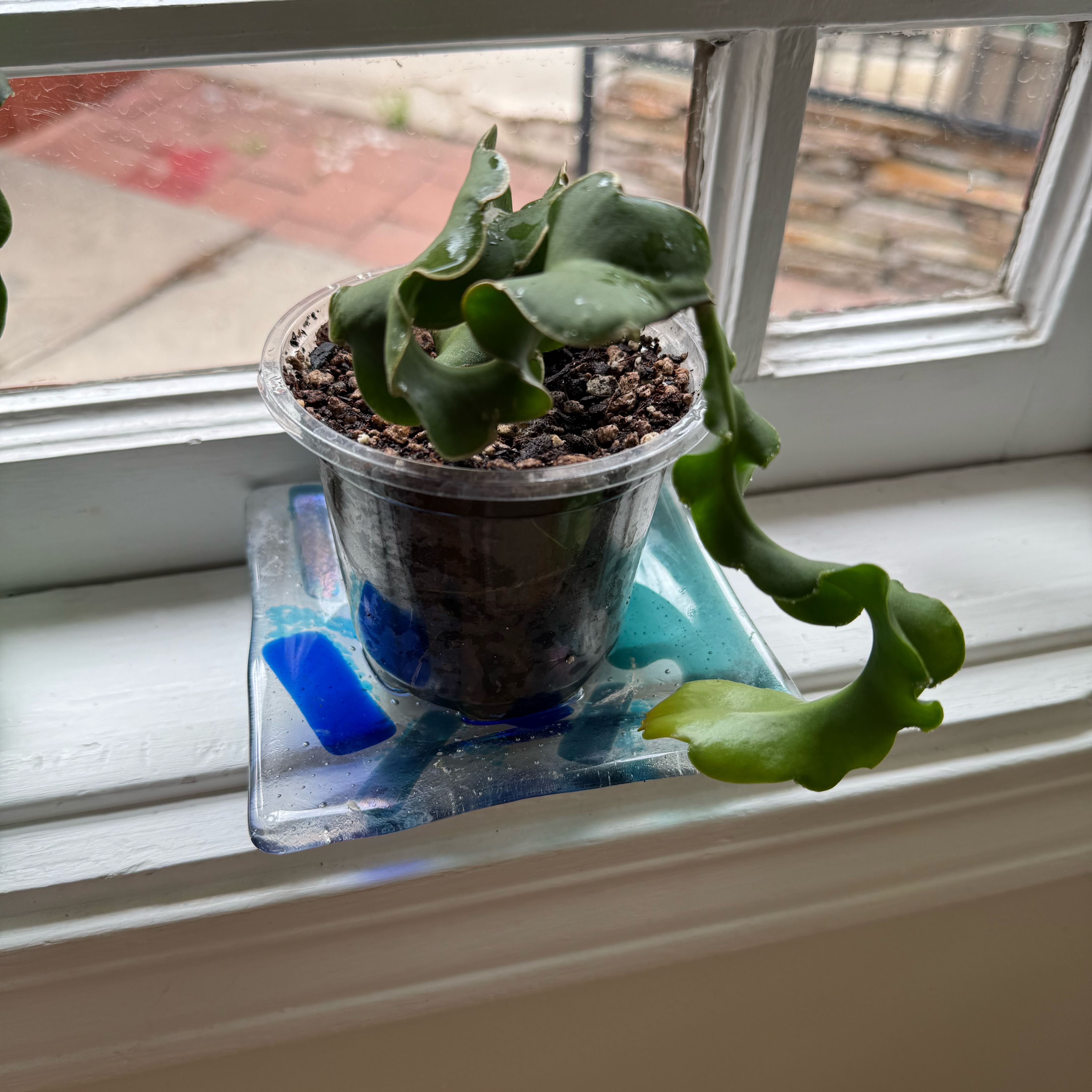Photo of the plant species Curly Locks Orchid Cactus by @HopefulAirplant named Forrest on Greg, the plant care app