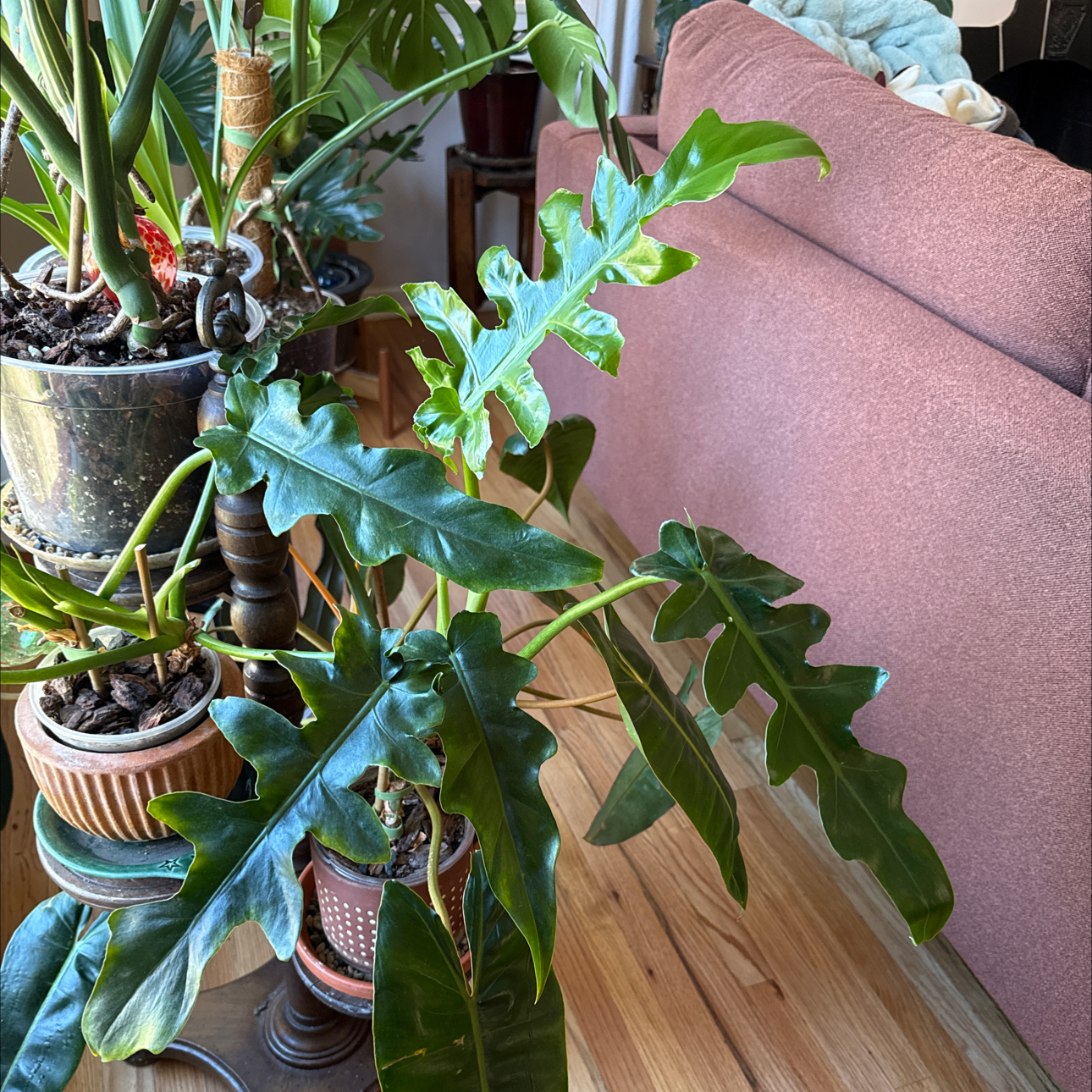 Photo of the plant species Philodendron 'Bob Cee' by @HopefulAirplant named Hamilton on Greg, the plant care app