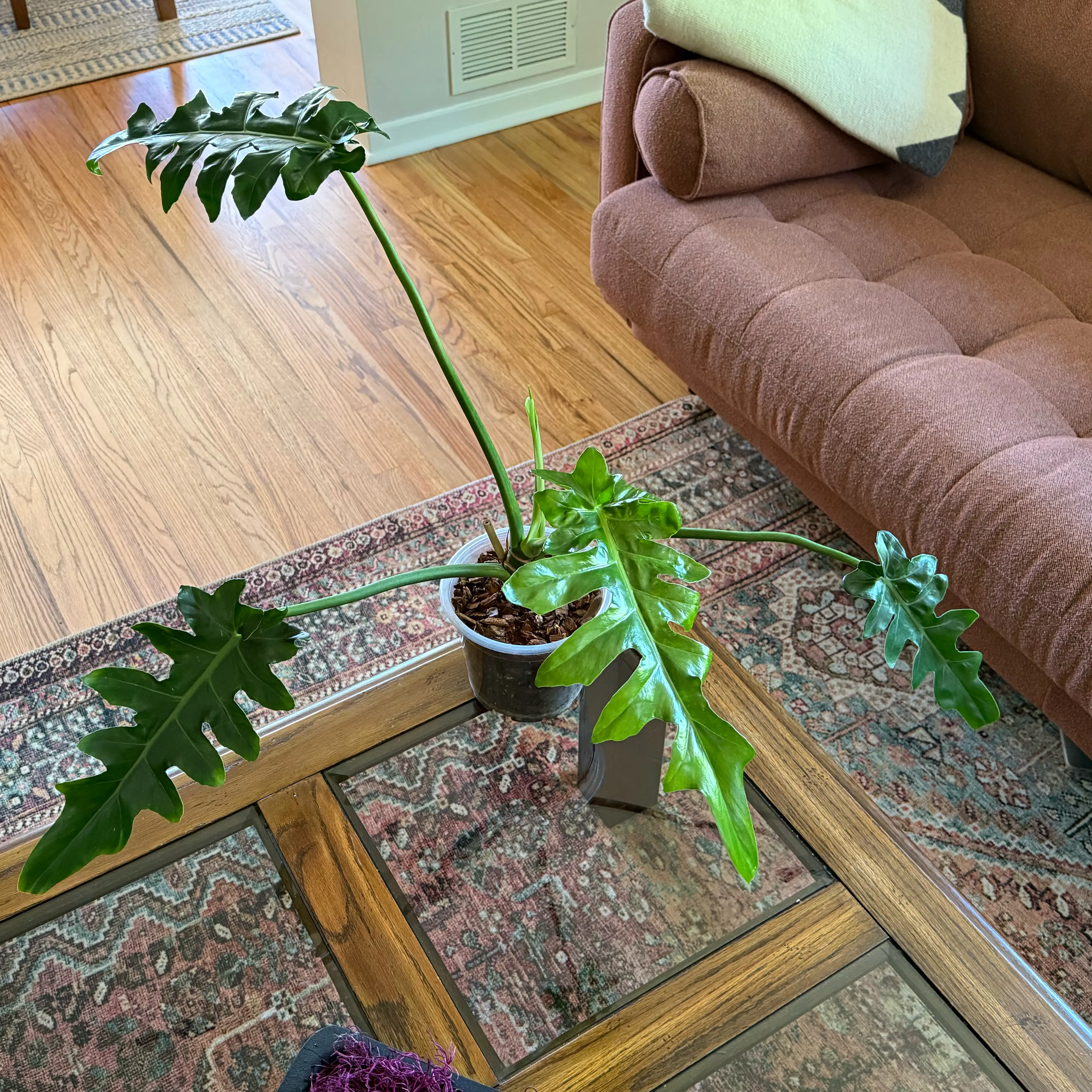 Photo of the plant species Philodendron 'Bob Cee' by @HopefulAirplant named Hamilton on Greg, the plant care app
