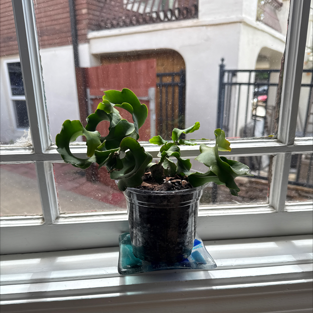Photo of the plant species Curly Locks Orchid Cactus by @HopefulAirplant named Osmo on Greg, the plant care app