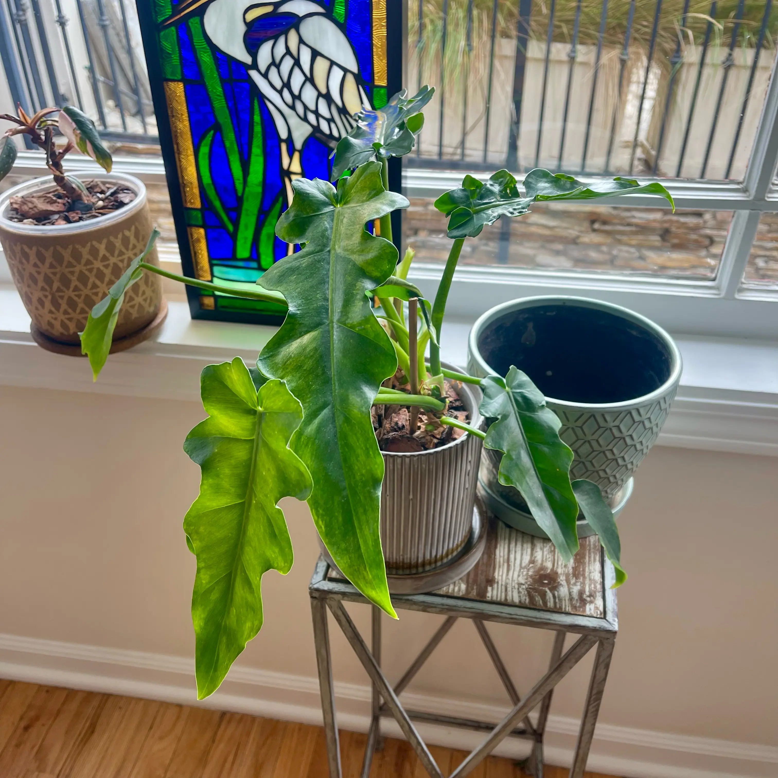 Photo of the plant species Philodendron 'Bob Cee' by @HopefulAirplant named Girlfrond on Greg, the plant care app