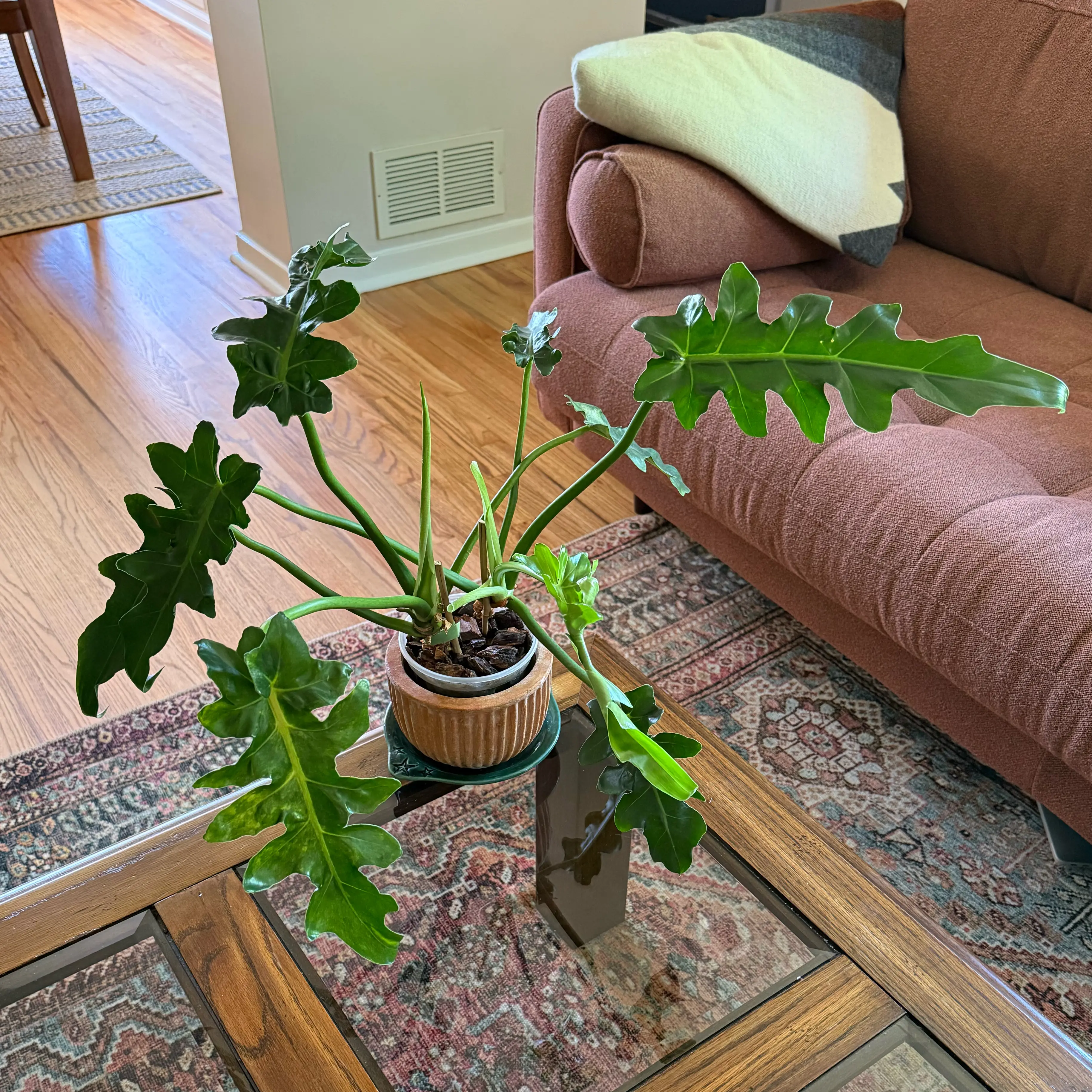 Photo of the plant species Philodendron 'Bob Cee' by @HopefulAirplant named Girlfrond on Greg, the plant care app