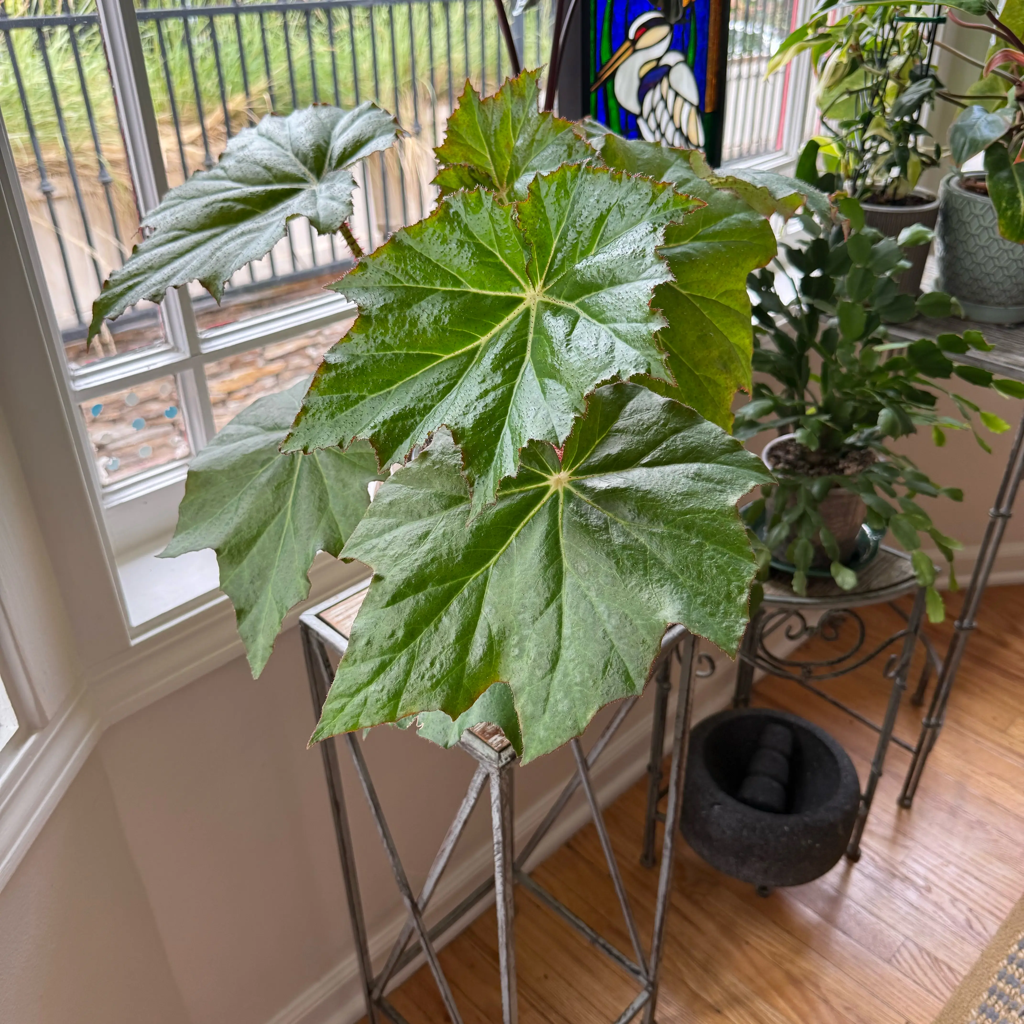 Photo of the plant species Immense Begonia by @HopefulAirplant named BB on Greg, the plant care app