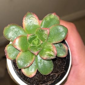 Photo of the plant species Aeonium percarneum 'Kiwi' by @GemCuttings90 named Pinky on Greg, the plant care app