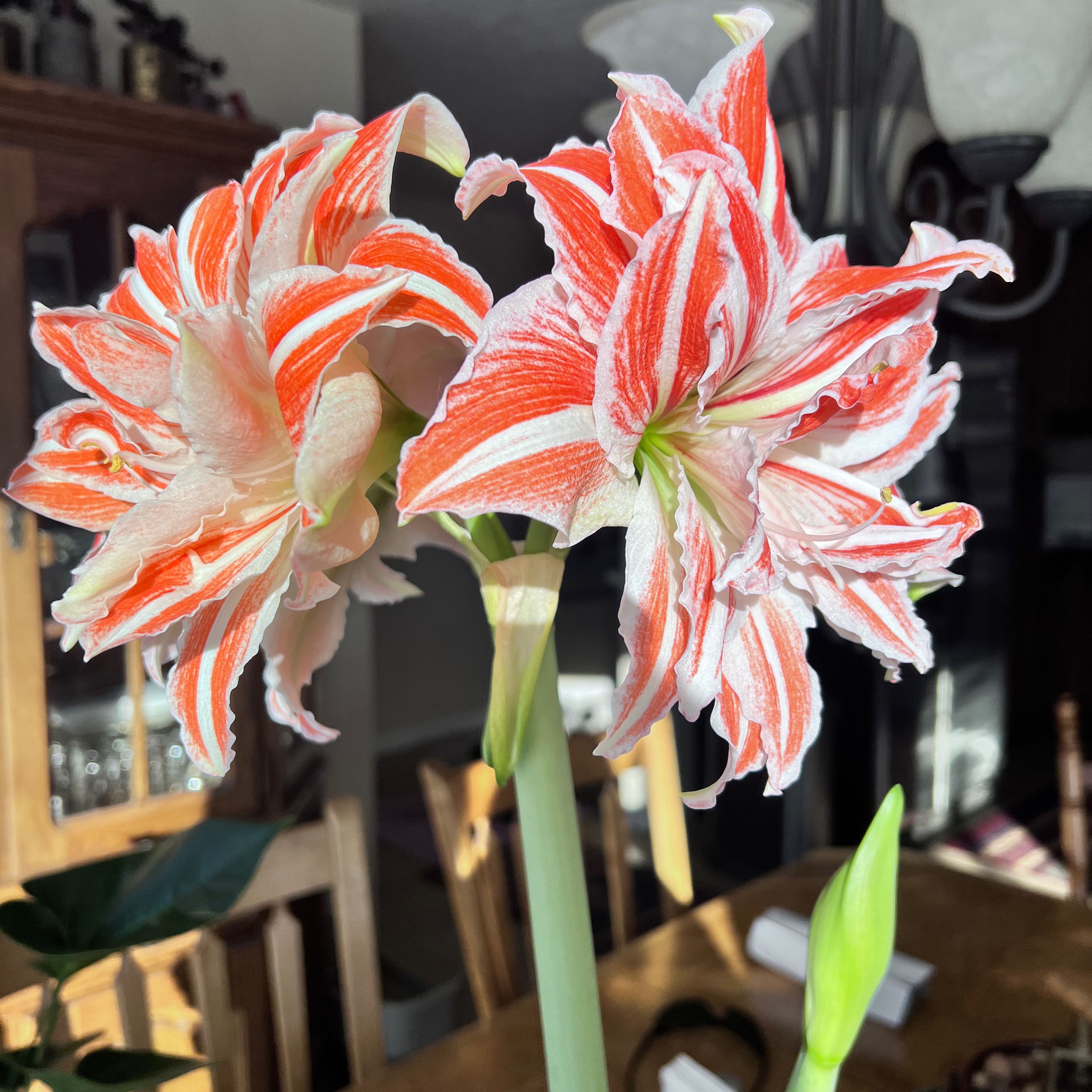 Striped-Tubed Amaryllis with vibrant red and white striped flowers.