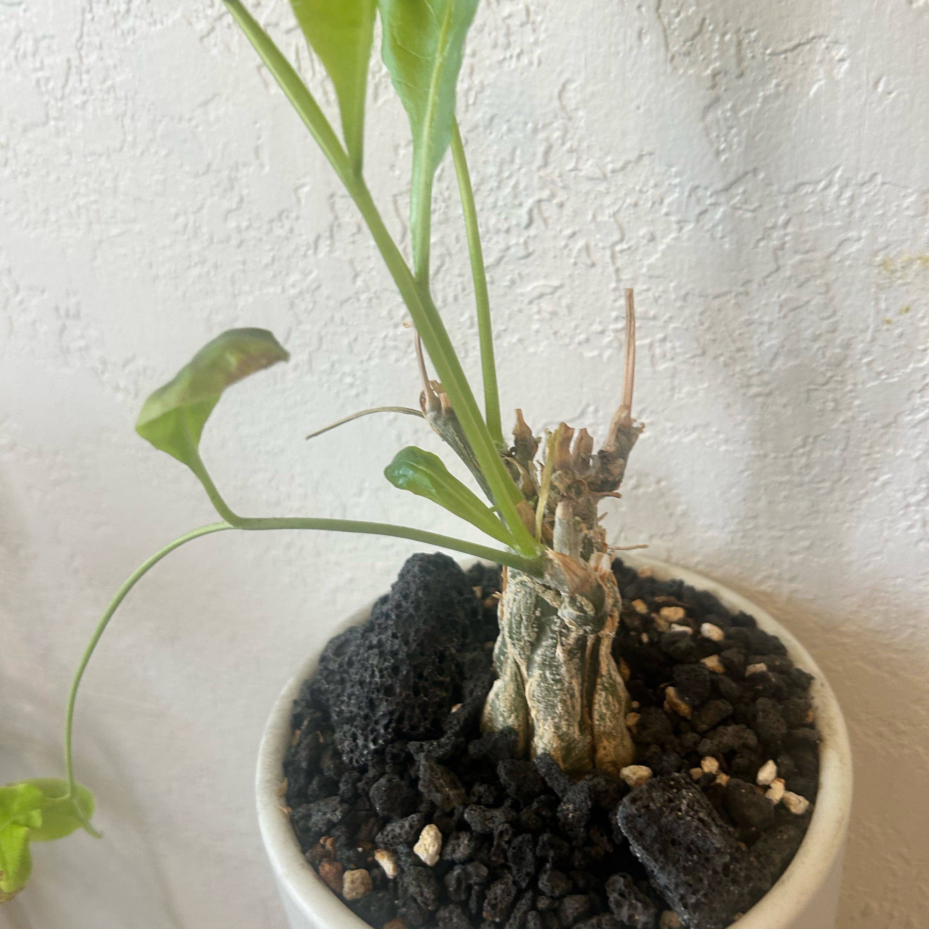 Photo of the plant species Cephalopentandra ecirrhosa by @YokeJellycup22 named McKinley on Greg, the plant care app
