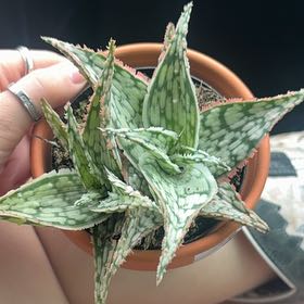 Photo of the plant species Aloe 'Lavender Frost' by @Faith385 named Lavender on Greg, the plant care app