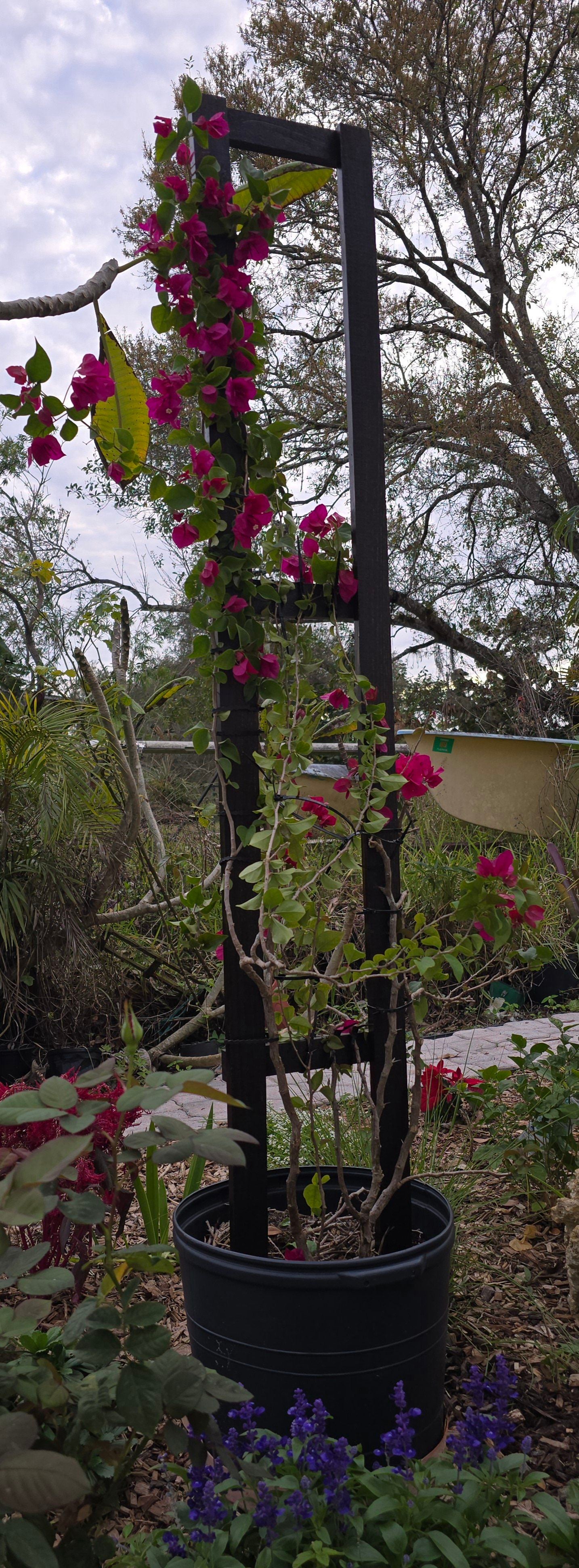 Photo of the plant species Barbara Karst Bougainvillea by @NFortMyersSWFL named Bougainvillea 'Barbara Karst' on Greg, the plant care app