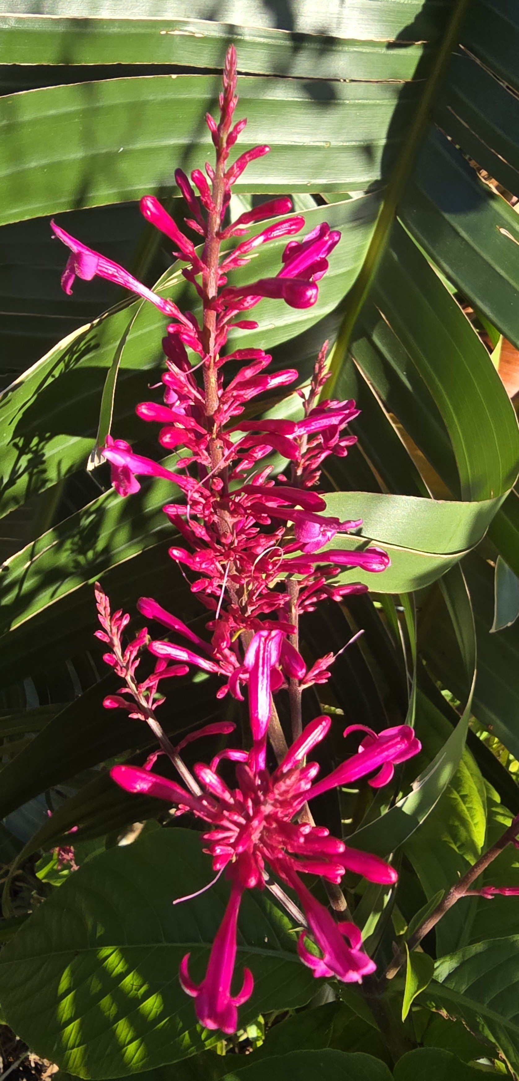 Photo of the plant species Fuchsia-Flowered Firespike by @NFortMyersSWFL named Tree Diddy on Greg, the plant care app