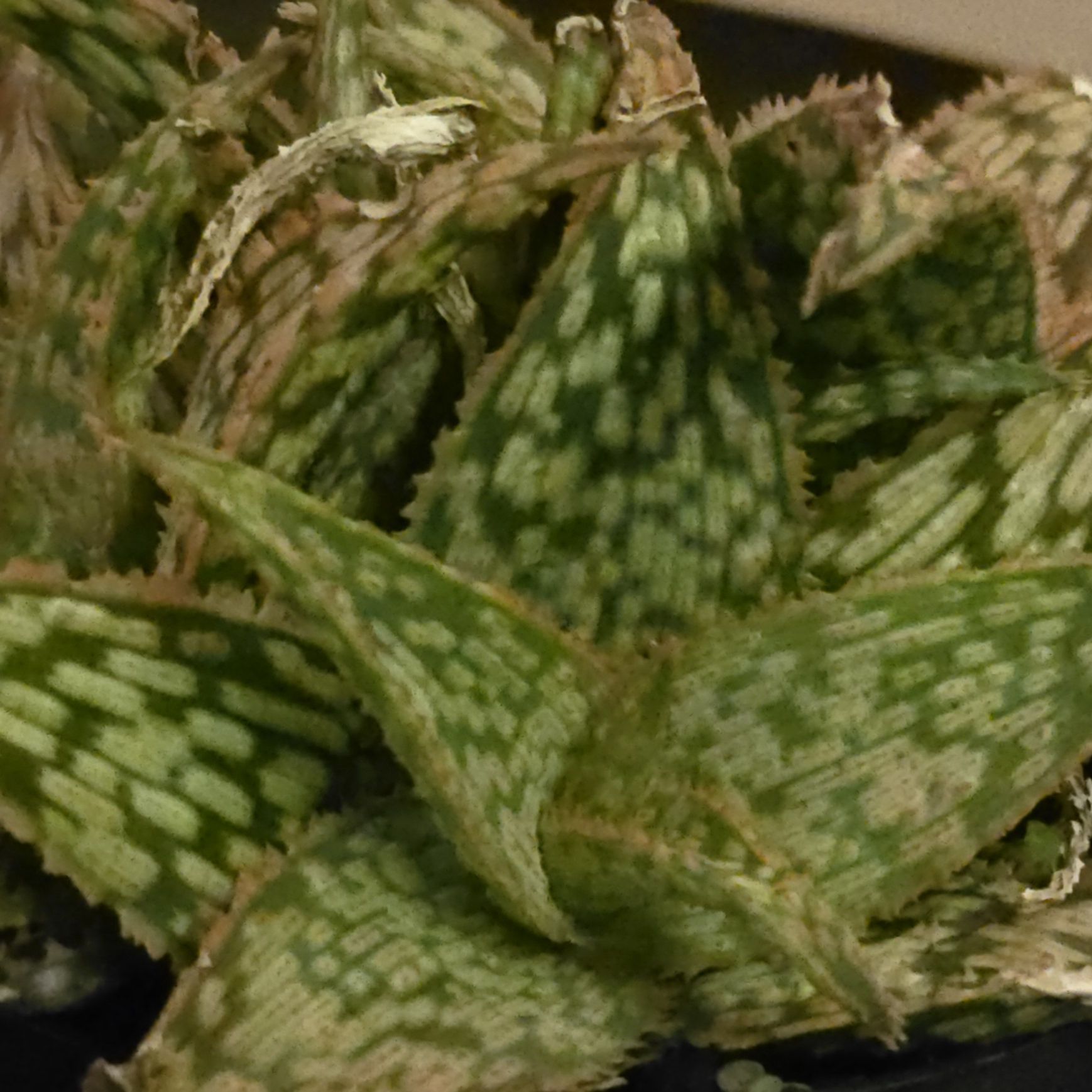 Photo of the plant species Aloe 'Delta Dawn' by @NFortMyersSWFL named Aloe 'Delta Dawn' on Greg, the plant care app