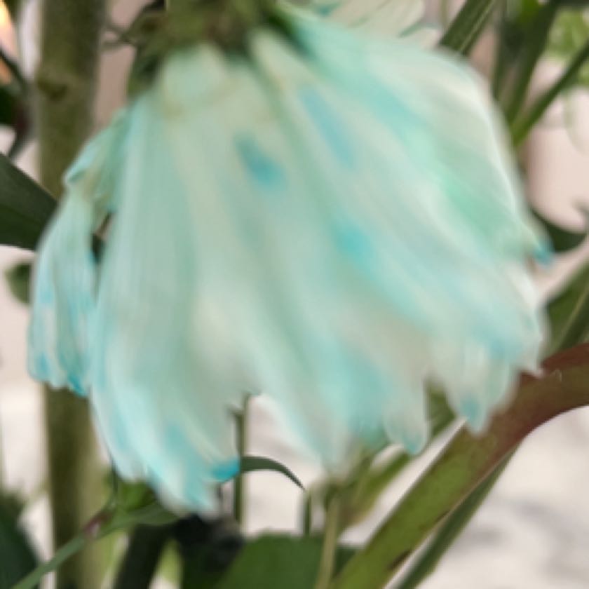 Photo of the plant species Spring Snowflake by @AthleteBearcorn named Sigmund on Greg, the plant care app