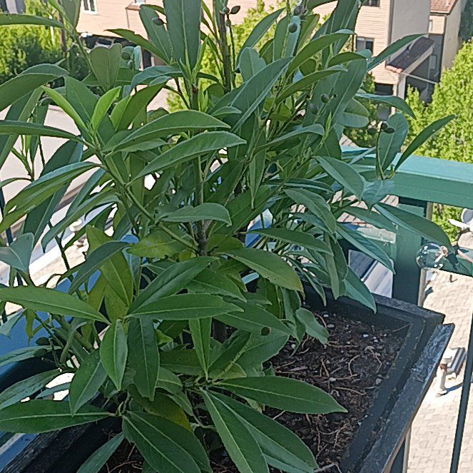 Photo of the plant species Skip Laurel by @AscendingLlavea named Laurel on Greg, the plant care app
