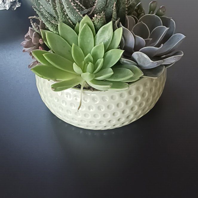Photo of the plant species Monadenium Stapelioides variegated by @AscendingLlavea named Laura on Greg, the plant care app