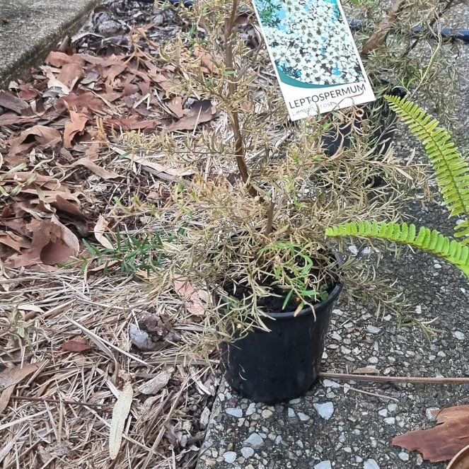 Photo of the plant species Leptospermum 'Lemon Frost' by @ResponsibleMira named Naomi on Greg, the plant care app