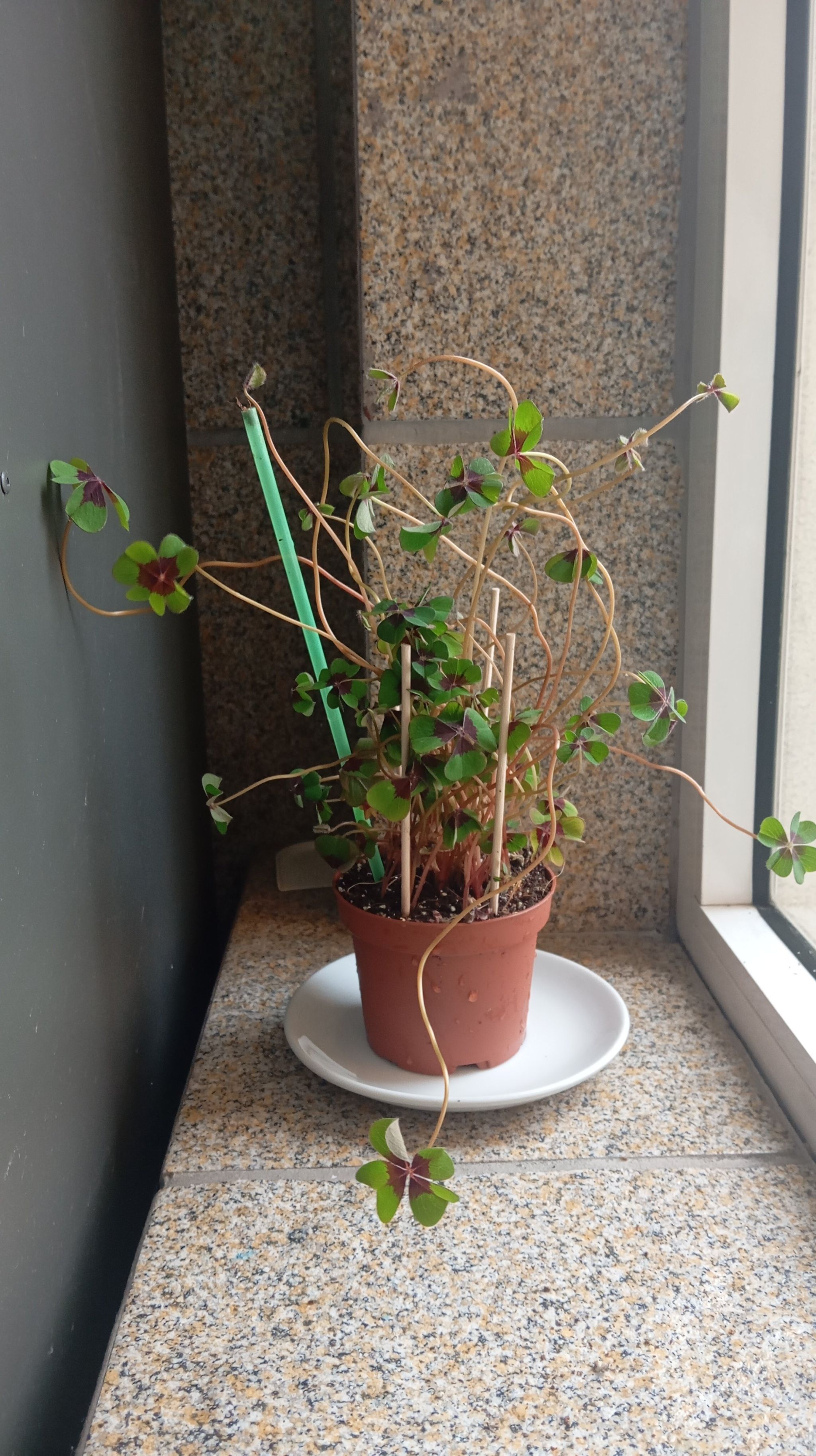 Photo of the plant species Iron Cross by @LoyalEdgarsrush named Oxalis tetraphylla on Greg, the plant care app