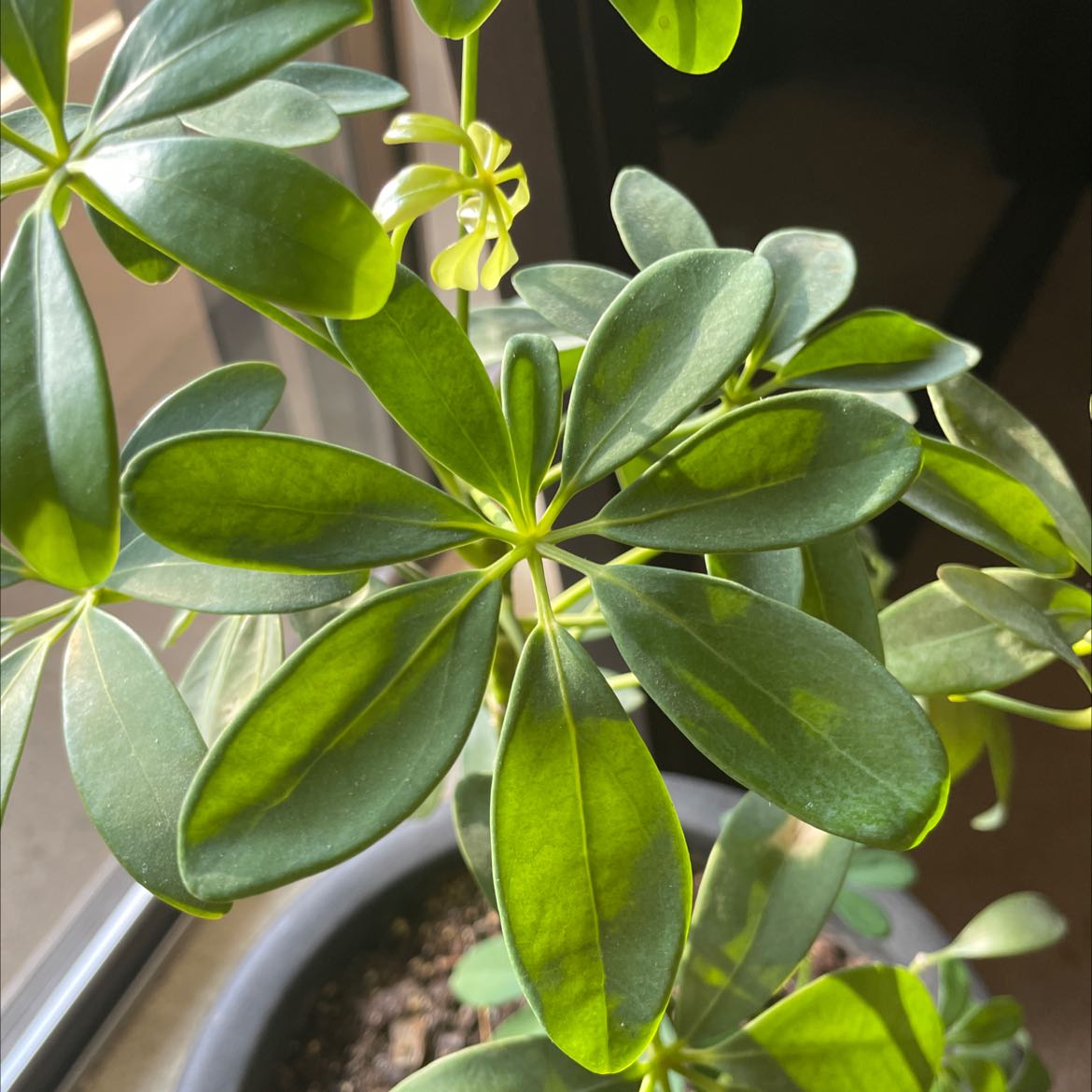 Photo of the plant species Dwarf Umbrella Tree by Riley named Pot head on Greg, the plant care app