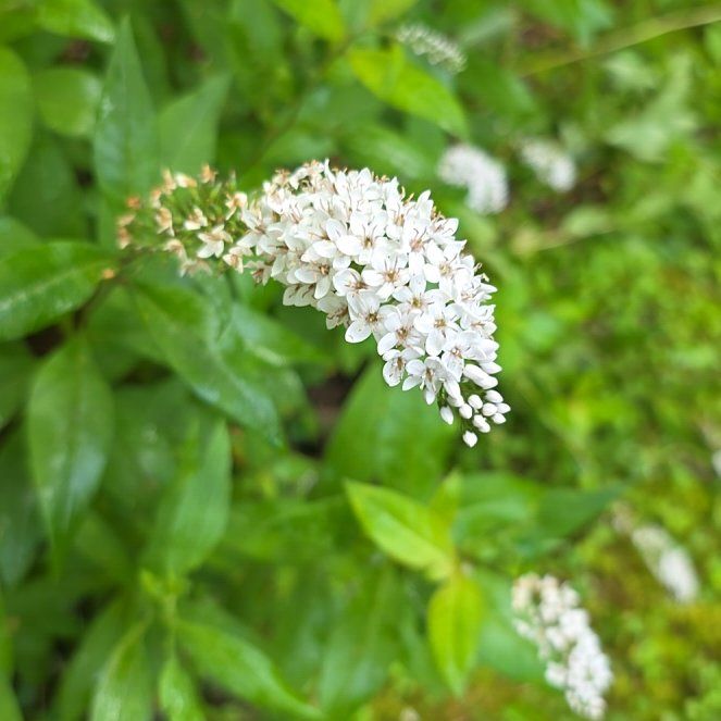 Photo of the plant species Gooseneck Loosestrife by @WinMahoganyfern named Denali on Greg, the plant care app