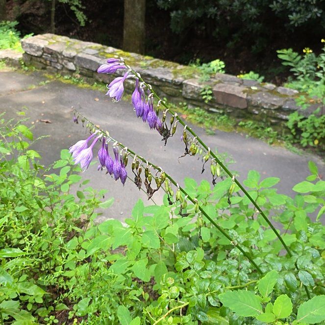 Photo of the plant species Rampion Bellflower by @WinMahoganyfern named Luna on Greg, the plant care app