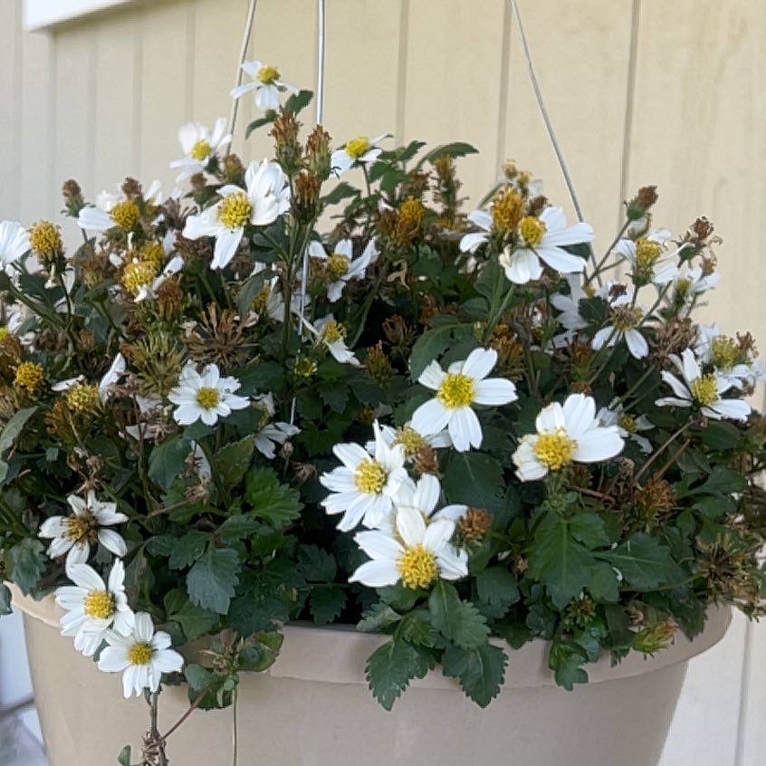 Photo of the plant species Marguerite by @NewBeans87 named James Dean on Greg, the plant care app