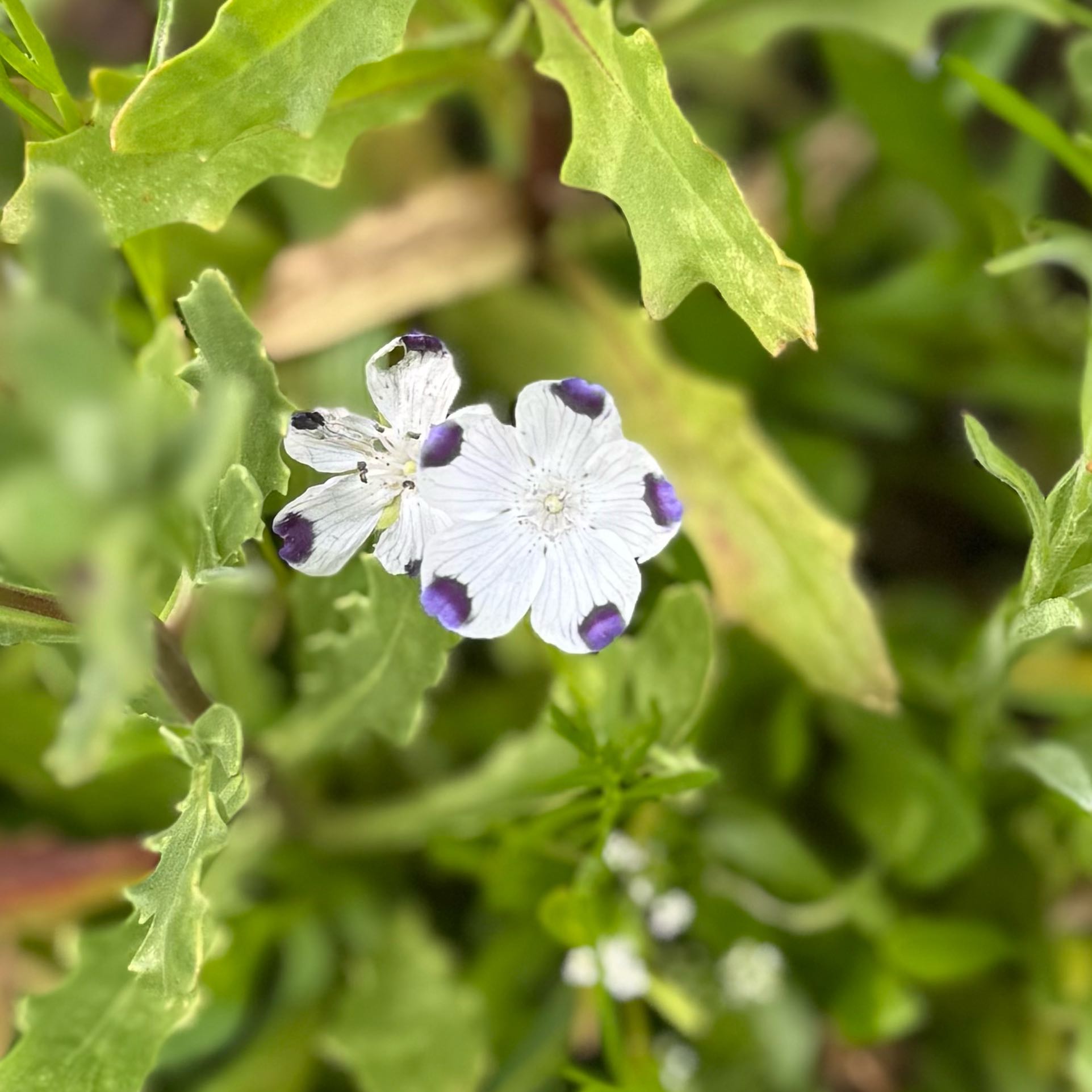 Photo of the plant species Fivespot by @WhollyWavycap38 named Cleopatra on Greg, the plant care app