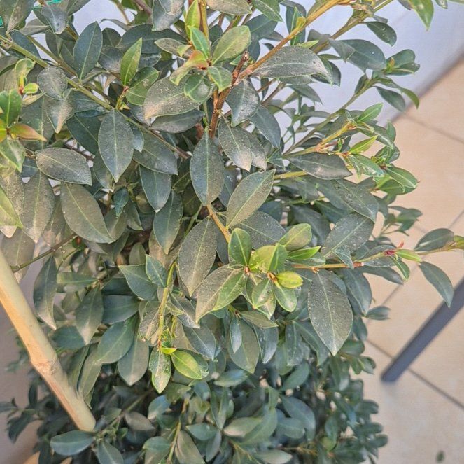 Photo of the plant species Syzygium by @BossBogrosemary named MMR on Greg, the plant care app