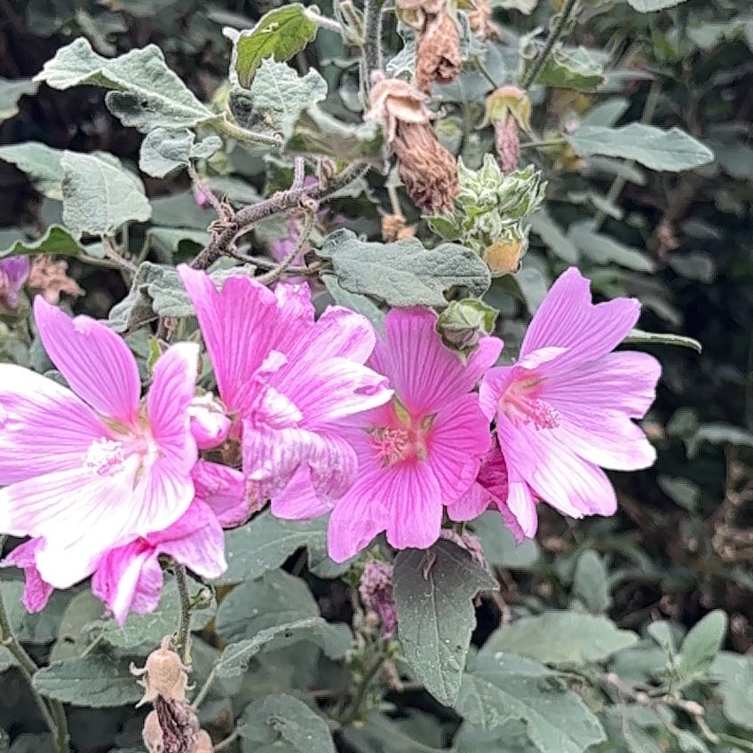 Photo of the plant species Musk Mallow by @HandyBoojumtree named Leaf Erickson on Greg, the plant care app