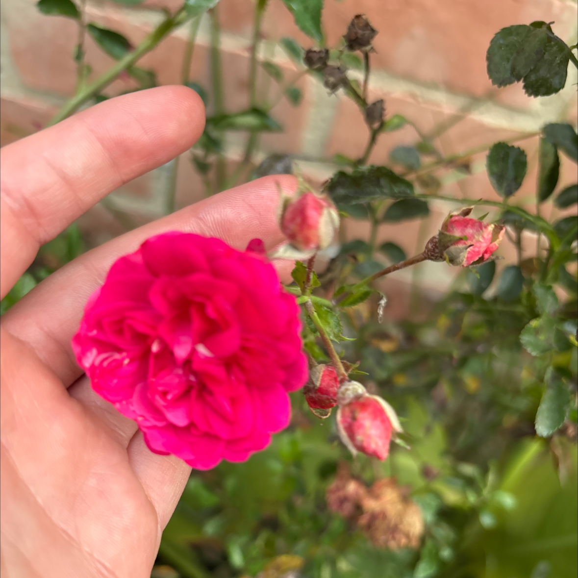 Photo of the plant species Zephirine drouhin by @HandyBoojumtree named Peter Parker on Greg, the plant care app