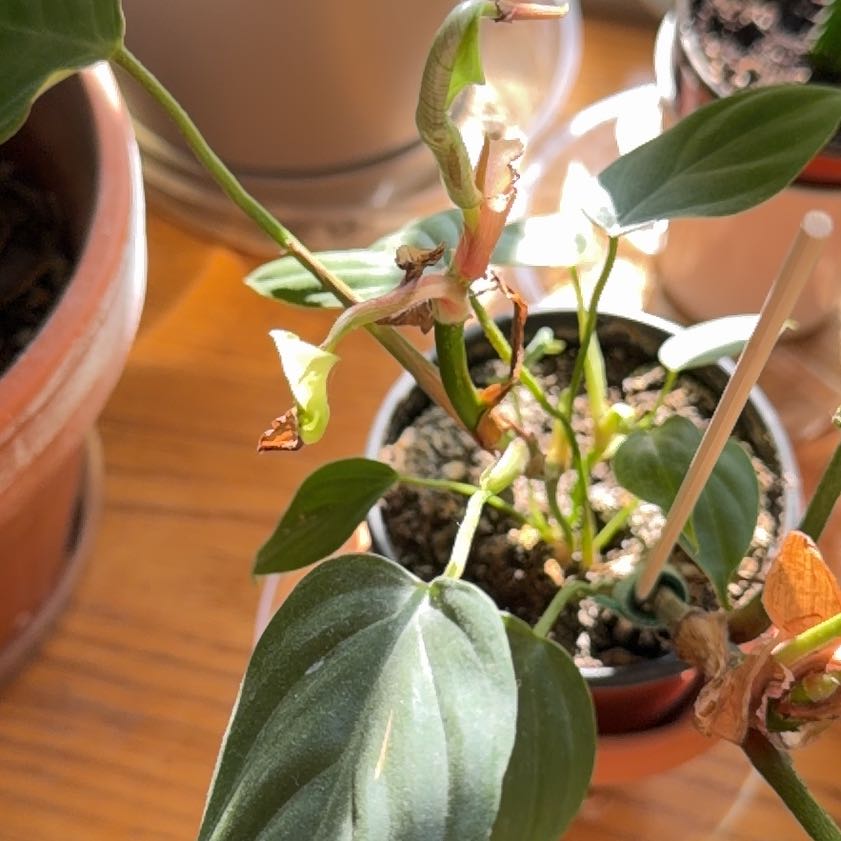 Photo of the plant species Philodendron Fuzzy Petiole by @hunter named Achilles on Greg, the plant care app