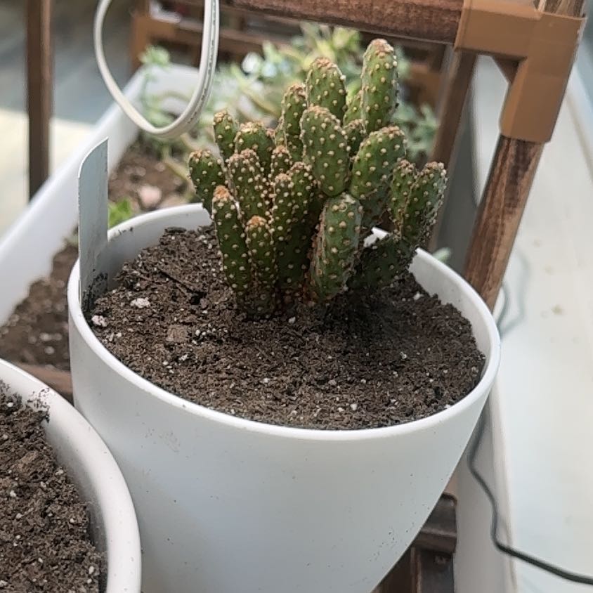 Photo of the plant species Miniature Cinnamon Cactus by @YeveTievine24 named Messi on Greg, the plant care app