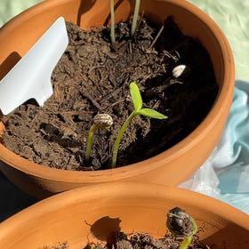 Photo of the plant species Common Sunflower 'Russian Mammoth' by @FearlessCorkelm named Captain Plant-it on Greg, the plant care app