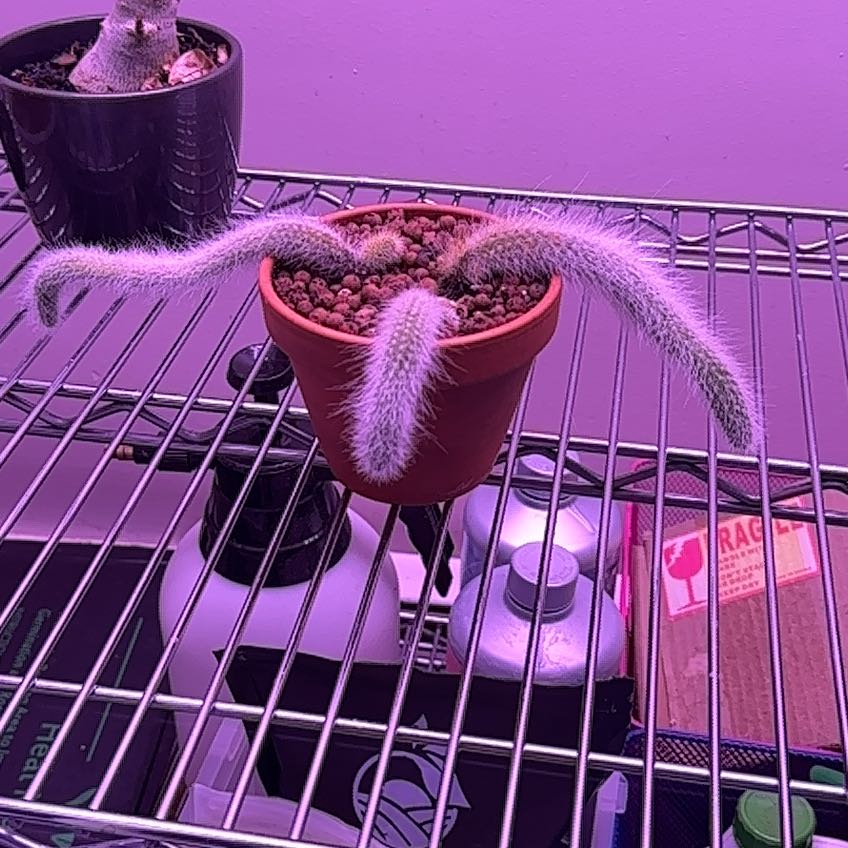 Photo of the plant species Monkey Tail by @CuteBluejackoak named Zion on Greg, the plant care app