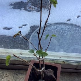 Photo of the plant species American Chestnut by @TirelessFlax63 named Deciduous on Greg, the plant care app