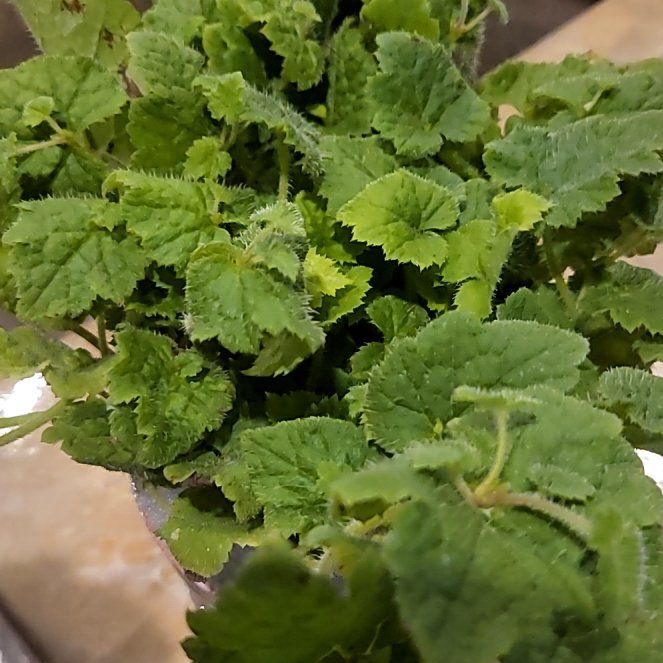 Photo of the plant species Pick-a-Back-Plant by @NewPalepuma19 named Baesil on Greg, the plant care app